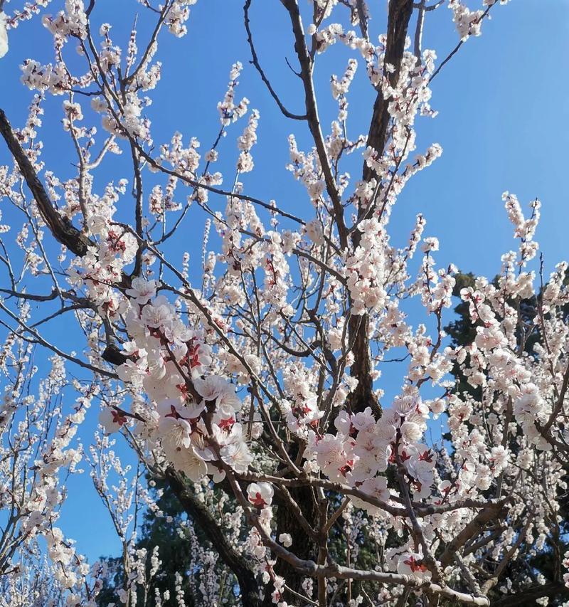 清明节插柳戴花有何寓意？清明节的传统花语是什么？
