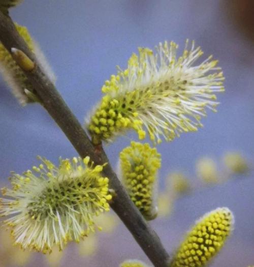 清明节插柳戴花有何寓意？清明节的传统花语是什么？