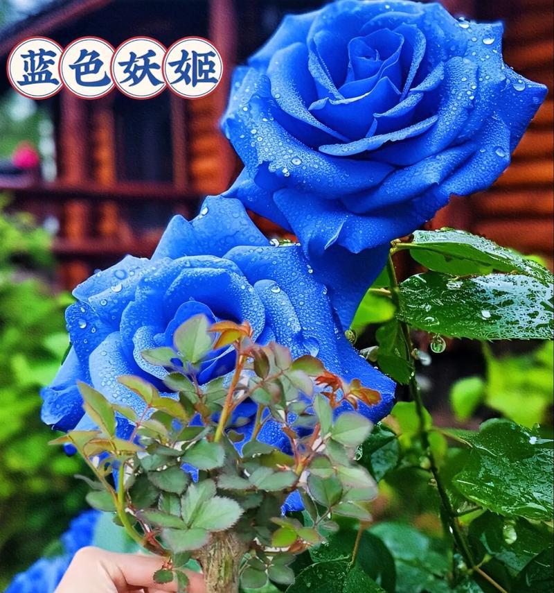 蓝色花的花语是什么？它如何表达友情？