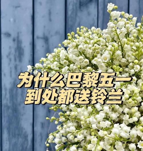 什么花有浪漫的含义？它们各自代表什么？