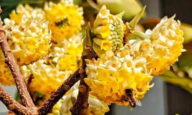 春节的吉祥花语有哪些？如何挑选春节的吉祥花卉？