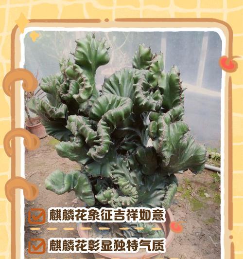 花诗句有哪些寓意吉祥？如何用诗句表达花的寓意？