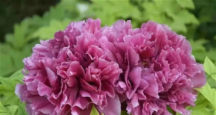 蒙古国象征爱情的花是什么？