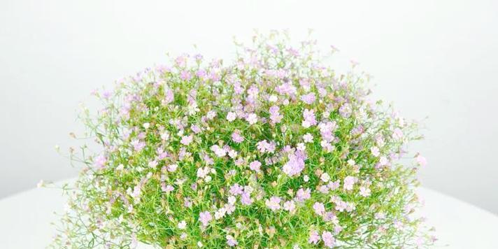 绿色满天星花代表什么？满天星花的寓意有哪些？