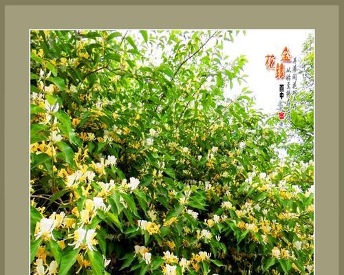 绿色梨花的花语是什么？