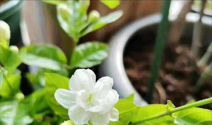 绿色梨花的花语是什么？