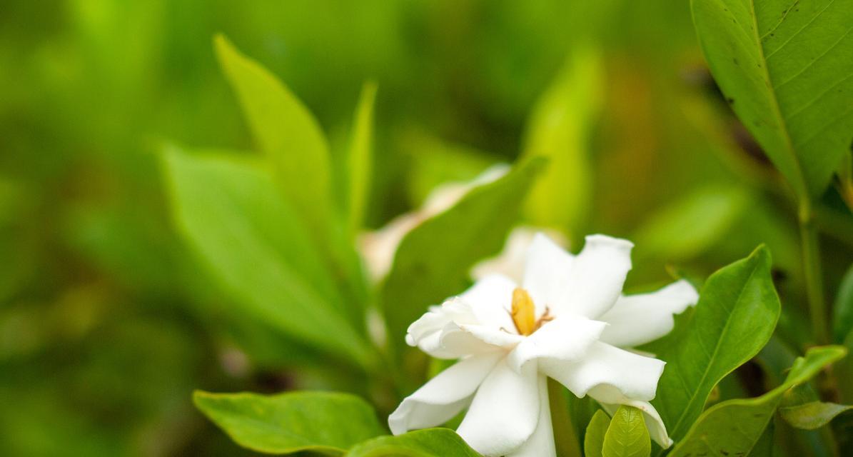 端午节象征性的花是哪种？