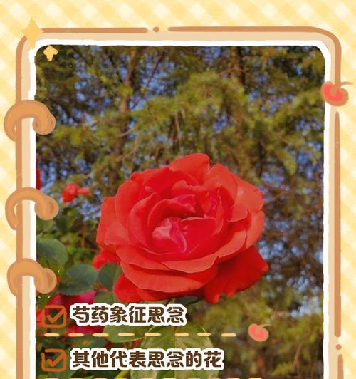端午节象征性的花是哪种？