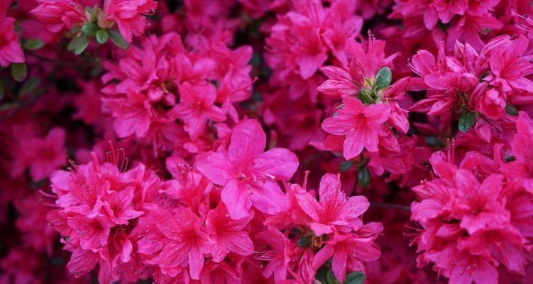 红色遗像花代表了什么意义？