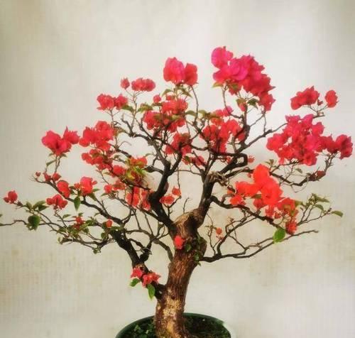 过年时哪种花寓意快乐？