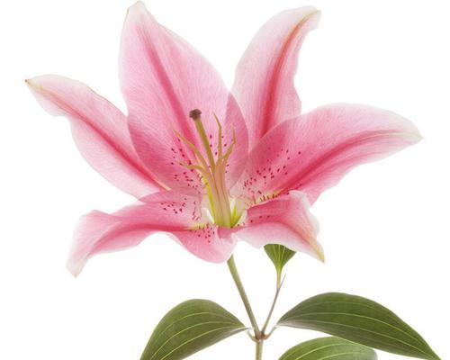 平安健康花的寓意和象征是什么？