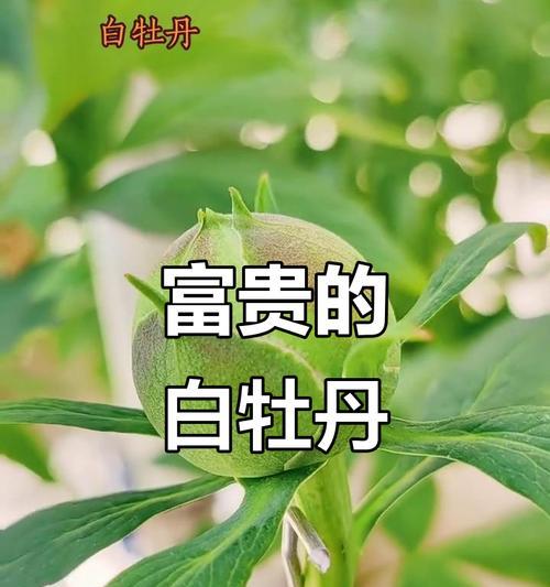 白色牡丹花象征着什么？