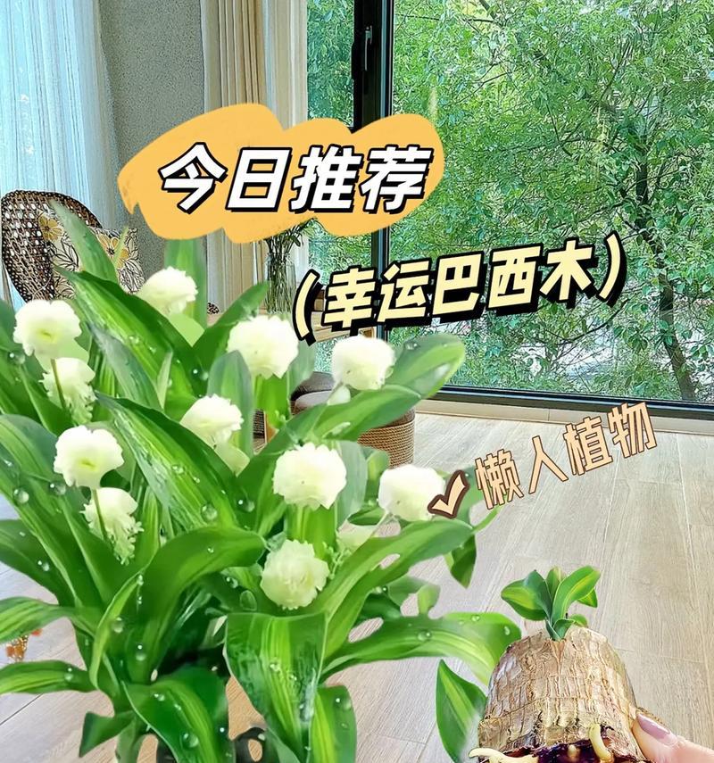 幸福鸟花的寓意是什么？它的花语有哪些？