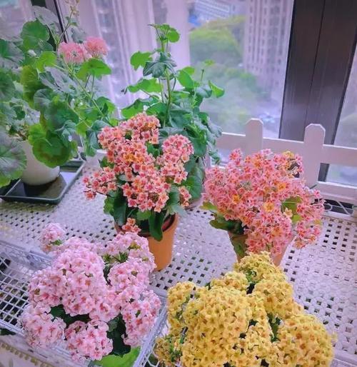 哪些花和树象征长寿？