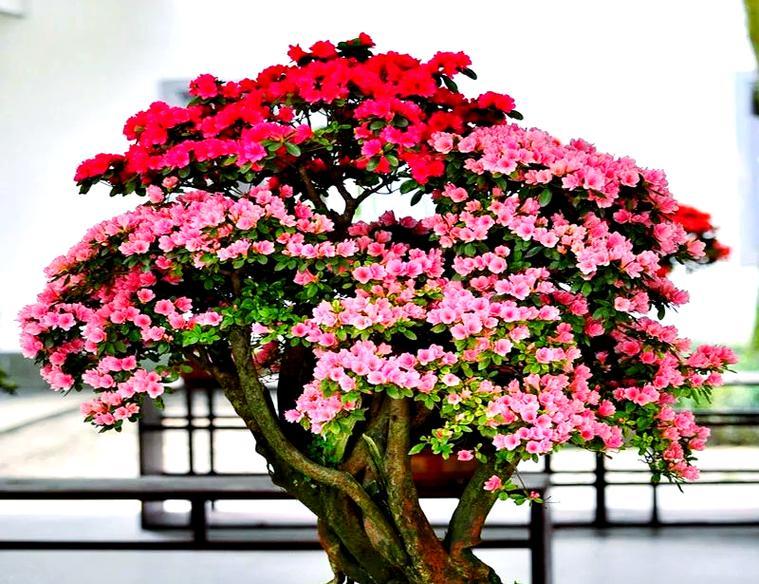 哪些花和树象征长寿？