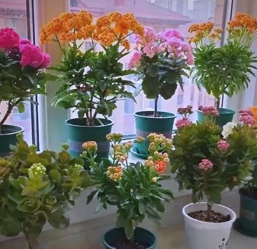 哪些花和树象征长寿？
