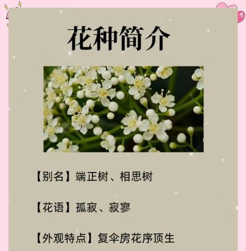 白色石楠花的寓意是怎样的？它在花语中代表了什么？