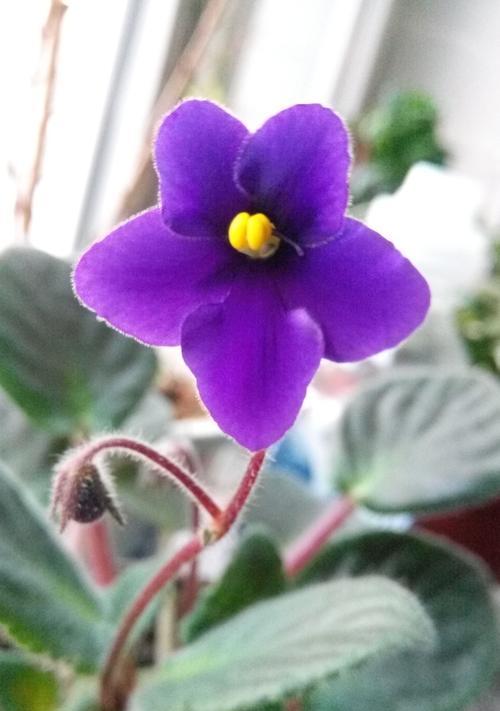 五瓣花有哪些颜色？不同颜色的五瓣花寓意分别是什么？