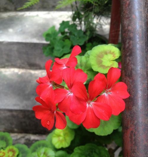 五瓣花有哪些颜色？不同颜色的五瓣花寓意分别是什么？