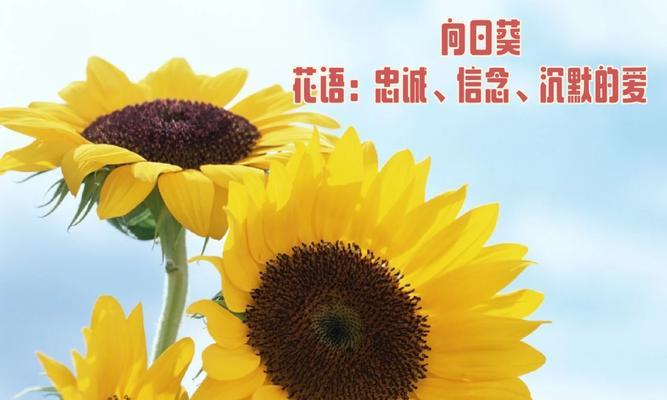 什么节日适合送什么花作为礼物？花的象征意义有哪些？