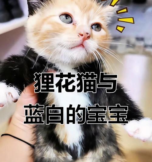 花和猫咪的爱情寓意是什么？花和猫咪的寓意有哪些？