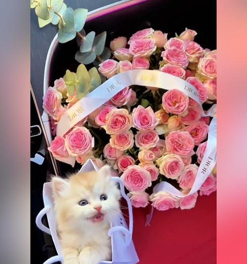 花和猫咪的爱情寓意是什么？花和猫咪的寓意有哪些？
