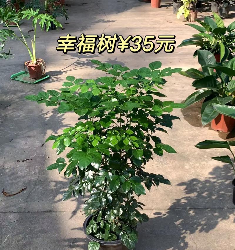 幸福树为何寓意好又旺财？幸福树的花语是什么？