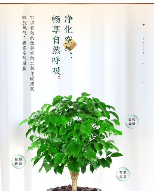 幸福树为何寓意好又旺财？幸福树的花语是什么？
