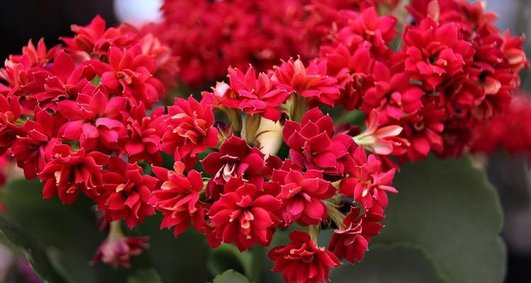 日本文化中象征长寿的花有哪些？
