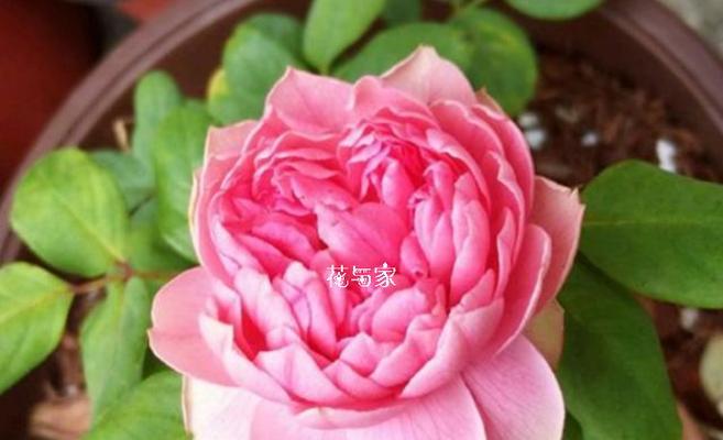 哪种花象征爱情？象征爱情的花的寓意是什么？