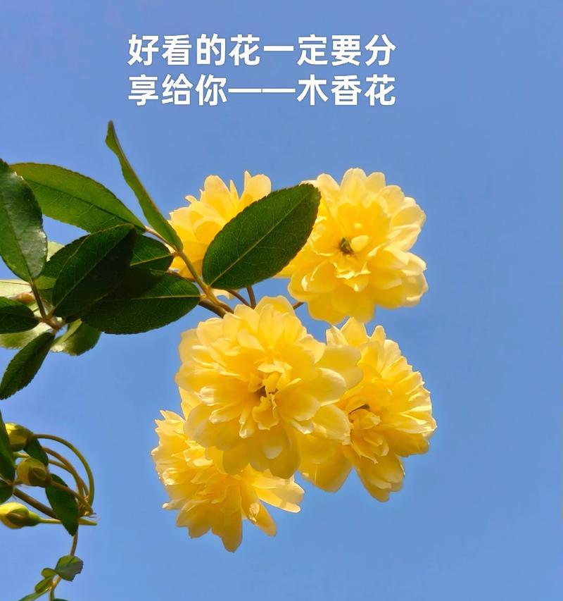 哪种花象征爱情？象征爱情的花的寓意是什么？