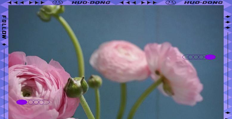 米色牡丹的花语是什么？它象征着什么？