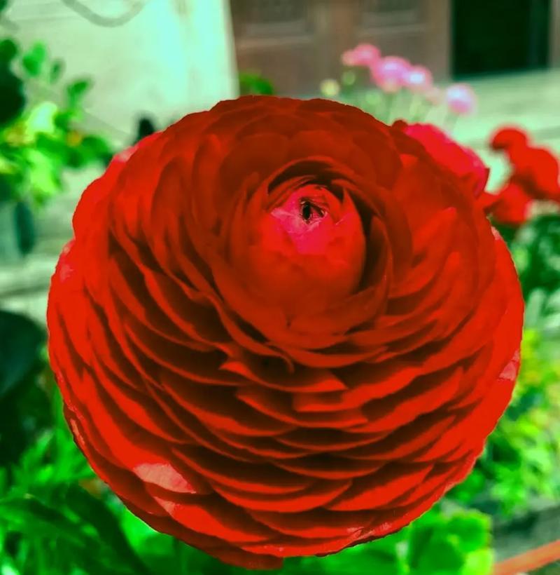 米色牡丹的花语是什么？它象征着什么？