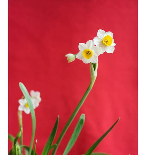 春节送给老人的花语是什么？