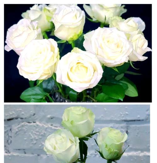 五朵白色玫瑰代表什么？白色玫瑰花语有哪些含义？