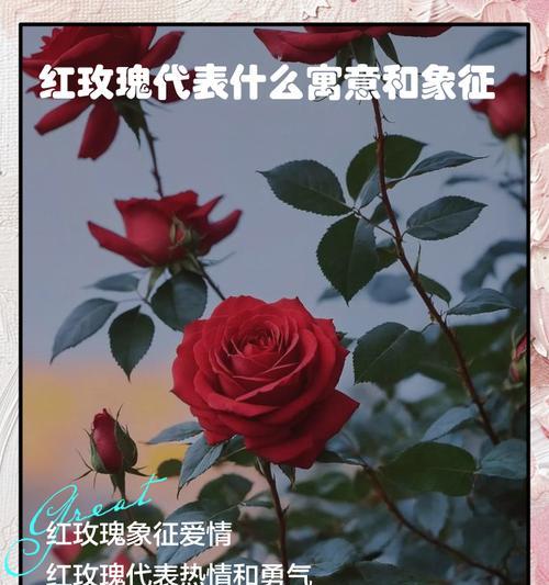 哪些玫瑰花寓意健康？它们的特点是什么？