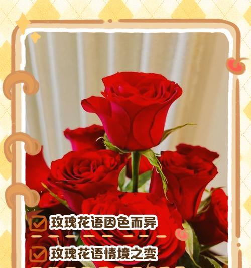 玫瑰花不同颜色各自的意义是什么？