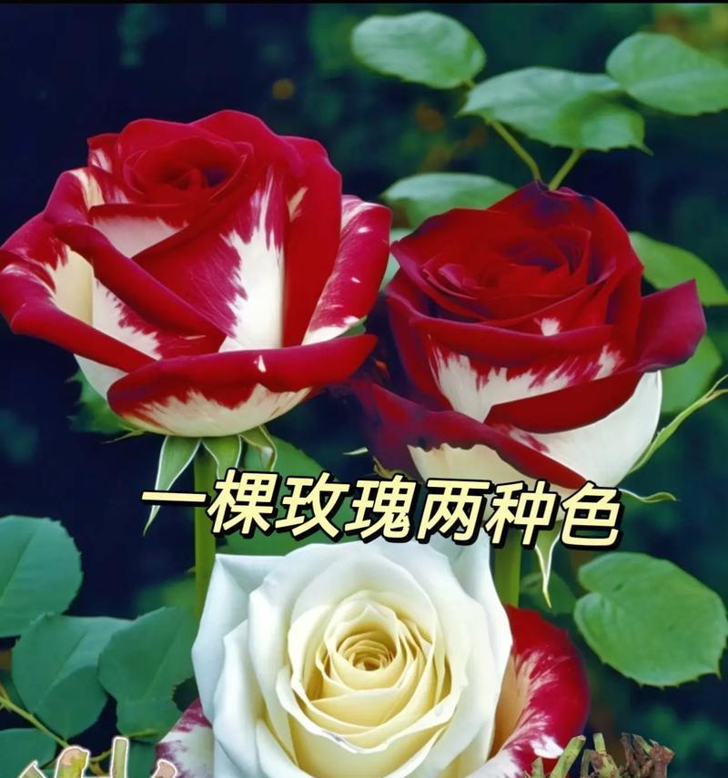 玫瑰花不同颜色各自的意义是什么？