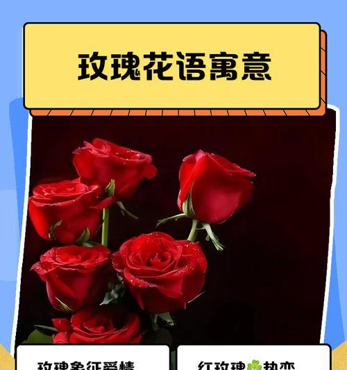 玫瑰花不同颜色各自的意义是什么？