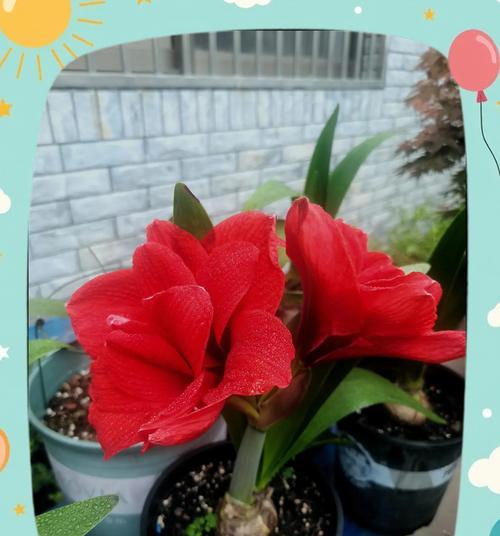 红色绽放的花象征着什么？红色花的含义是什么？