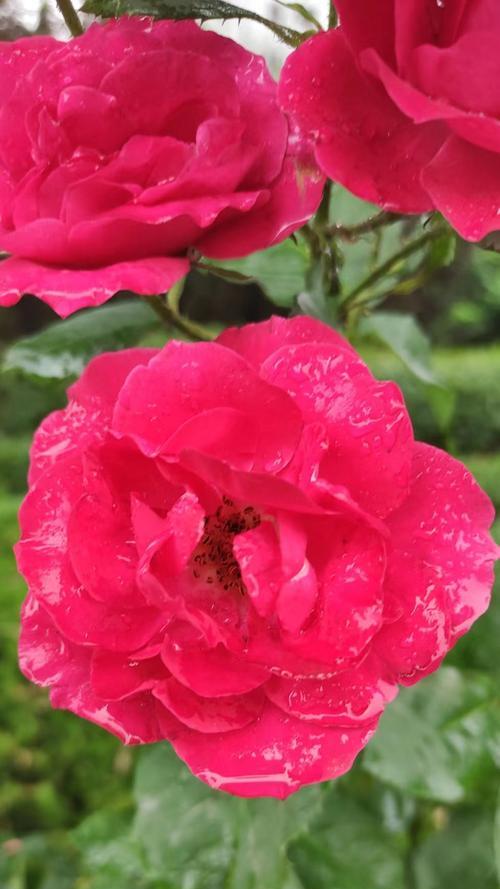 红色绽放的花象征着什么？红色花的含义是什么？