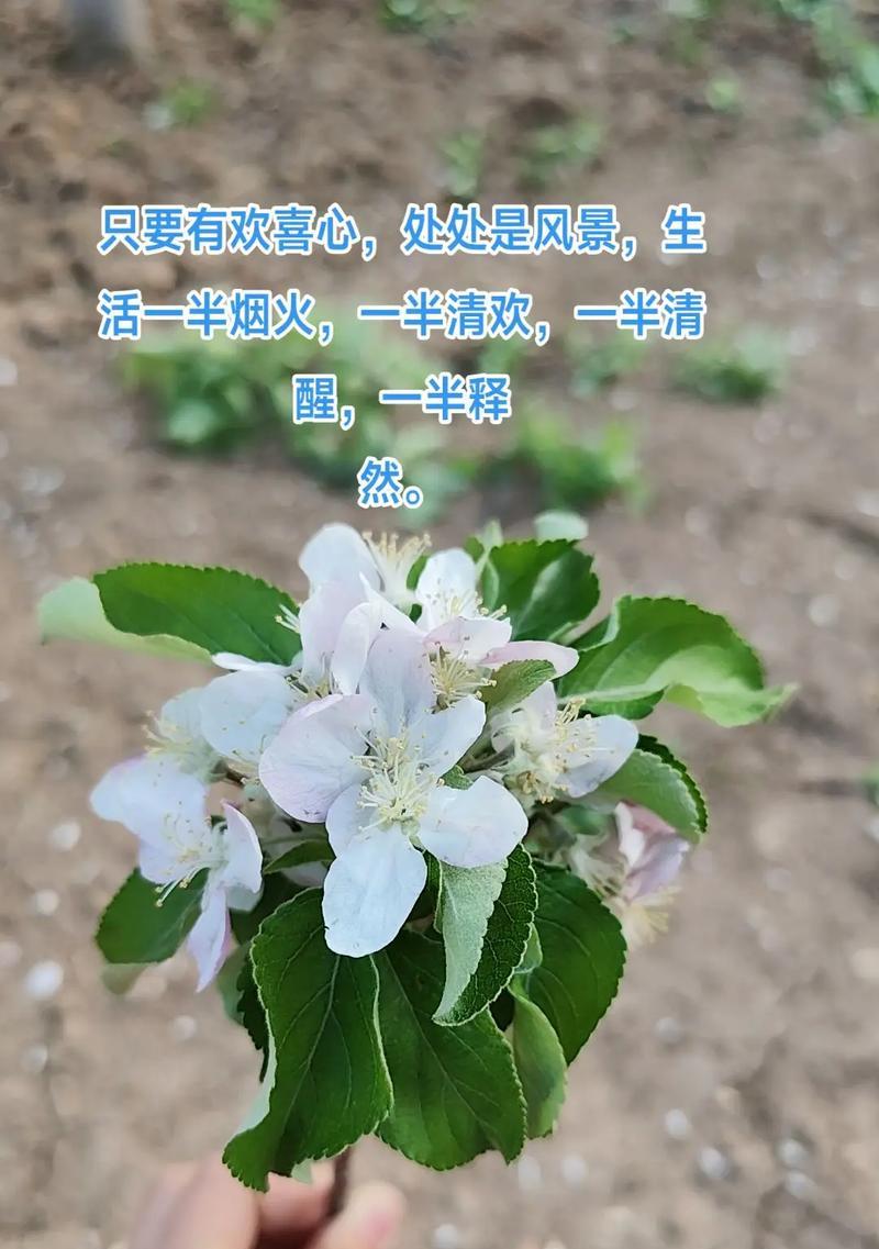花语中如何表达爱情和平安？
