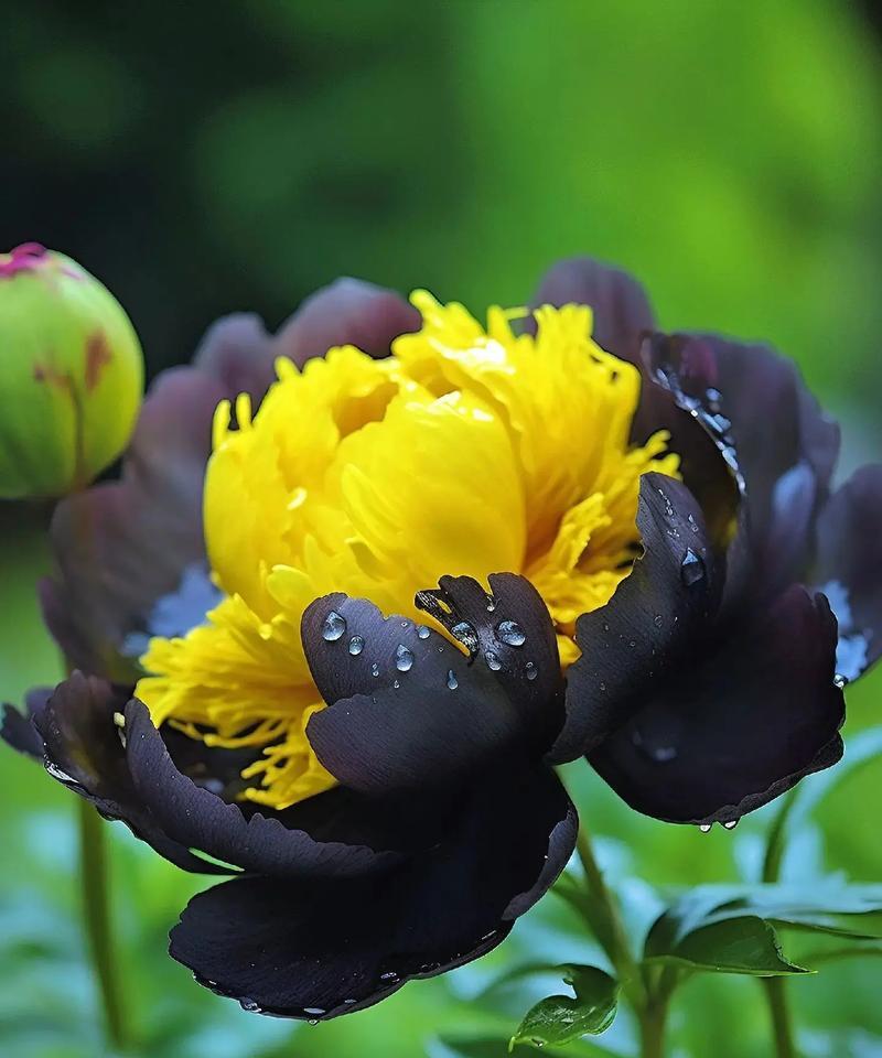 黄色牡丹花的寓意是什么？一朵花能传达什么？