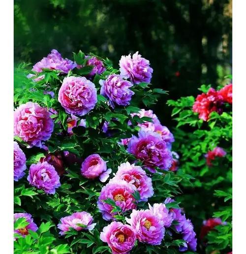 黄色牡丹花的寓意是什么？一朵花能传达什么？