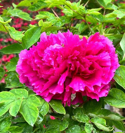 黄色牡丹花的寓意是什么？一朵花能传达什么？