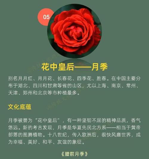 节节花代表什么意义？节节花的寓意有哪些？