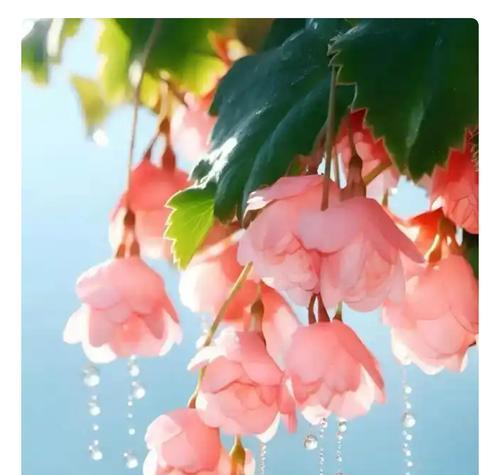 节节花代表什么意义？节节花的寓意有哪些？
