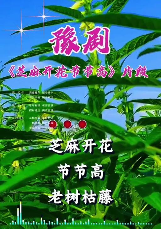 节节花代表什么意义？节节花的寓意有哪些？