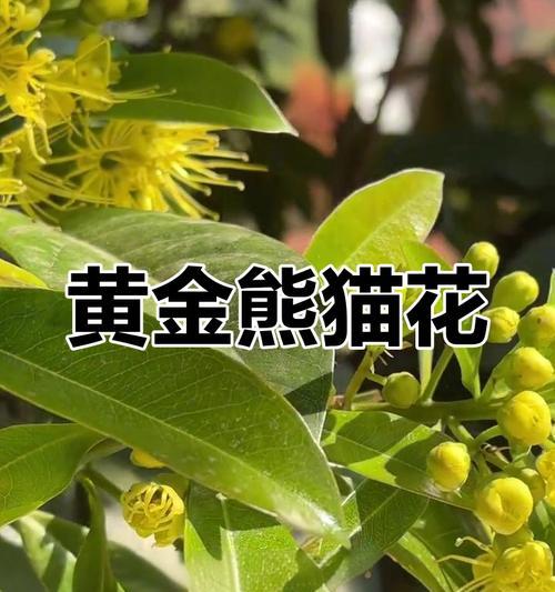 黄色花朵代表什么意义？它们的象征是什么？