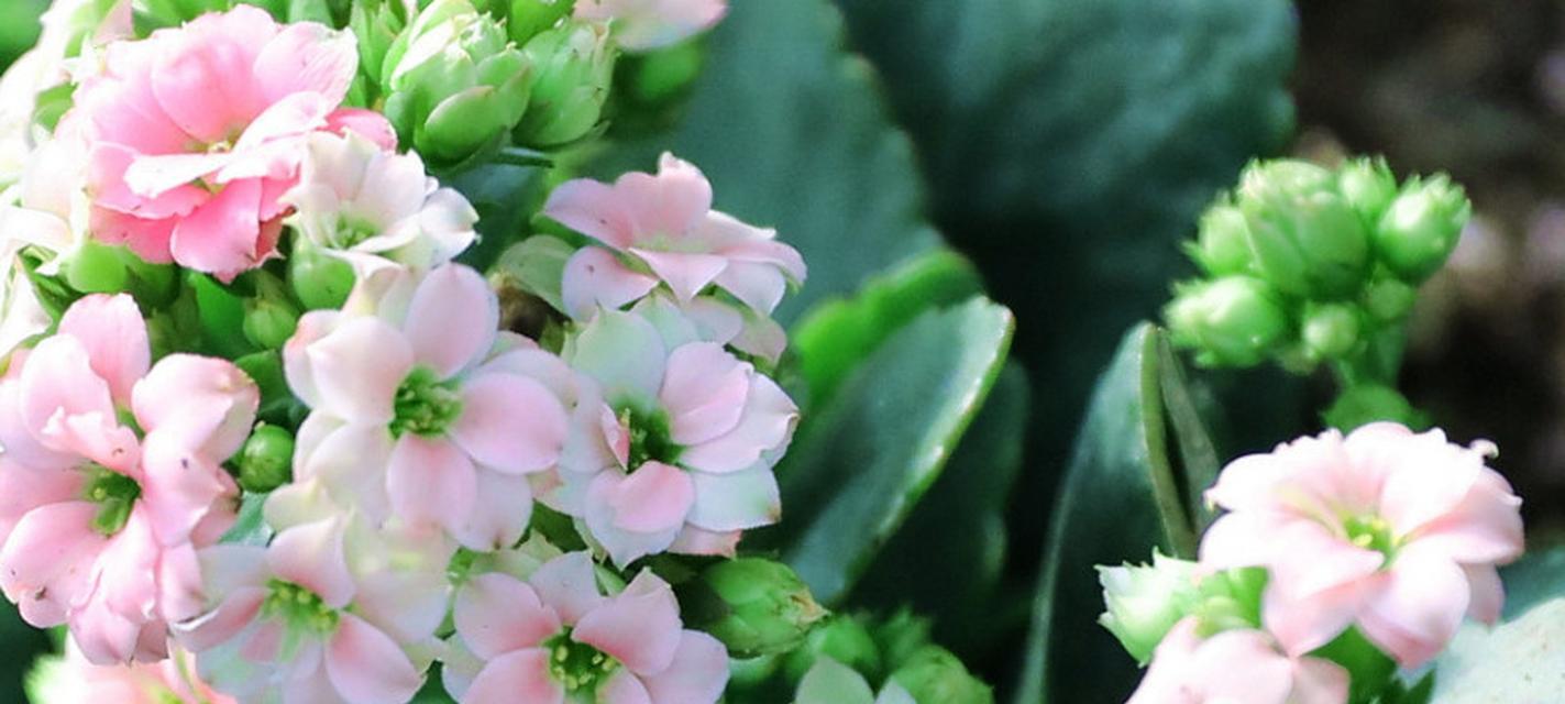 长寿花寓意着什么？如何选择寓意长寿的花卉？